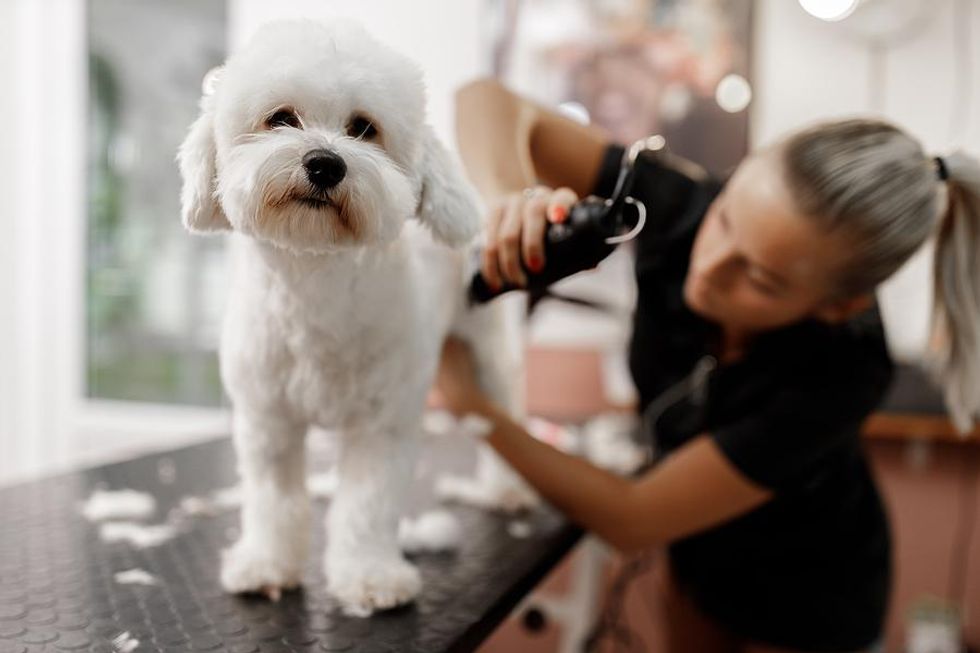 A pet groomer trims the hair on a dog.