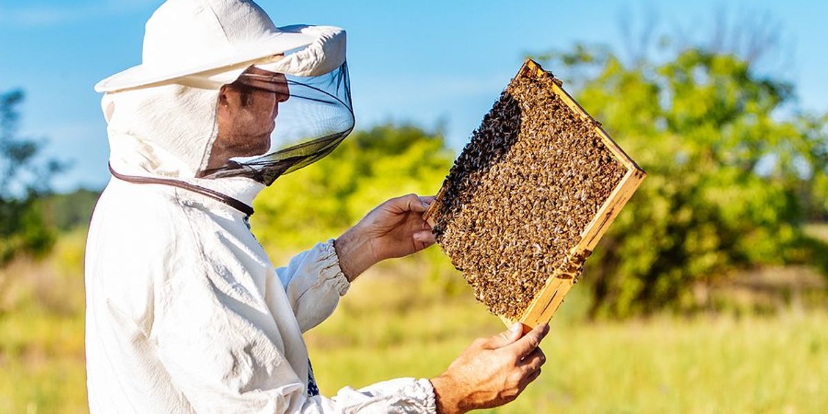 Management & Beekeeping: 3 Tips For Managing A Software Team - Work It ...