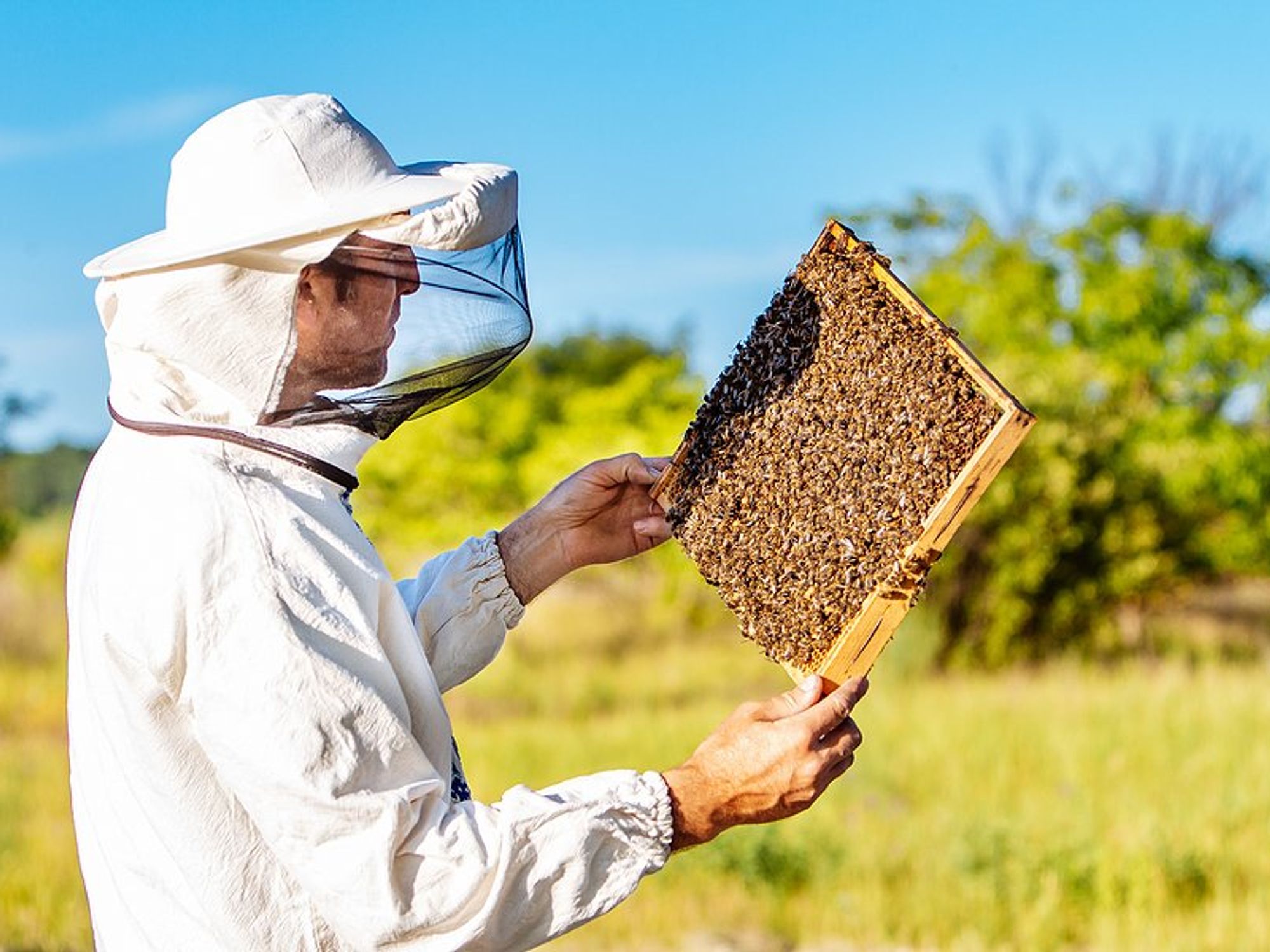 Beekeeper looks at worker bees