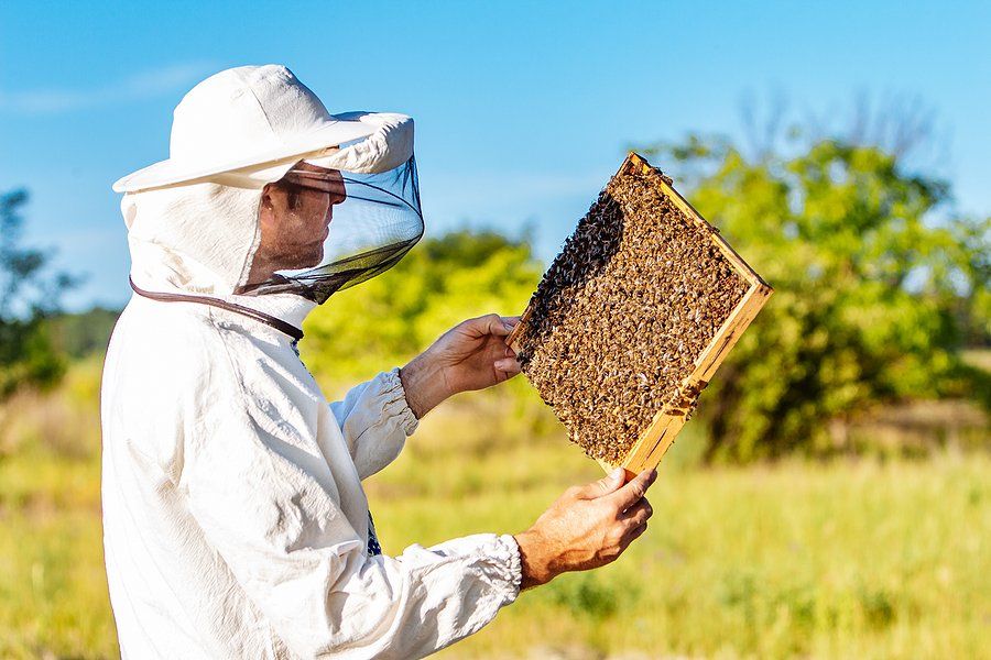 Beekeeper looks at worker bees