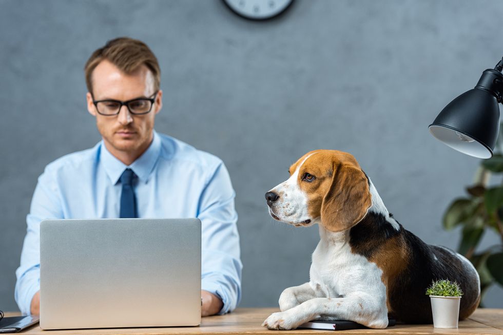 Business man working on his laptop at work while his dog sits patiently on his desk