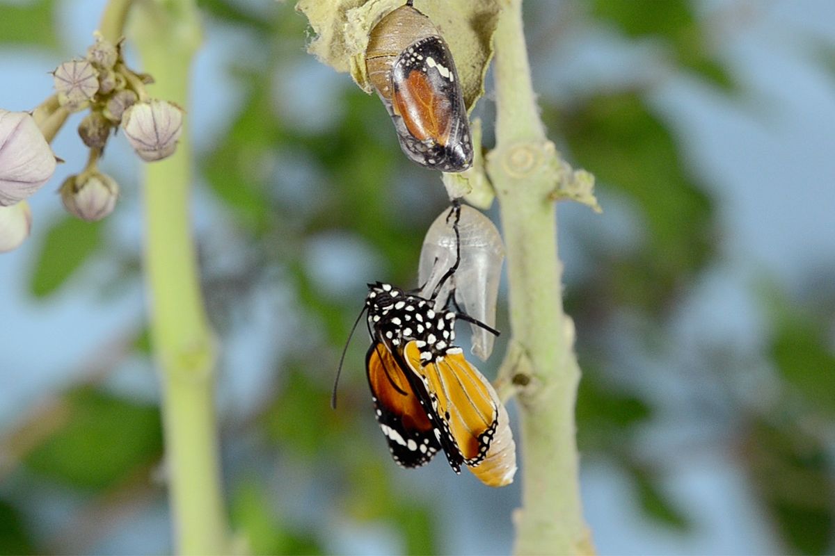Butterfly leaves cocoon, growth, self-transformation concept