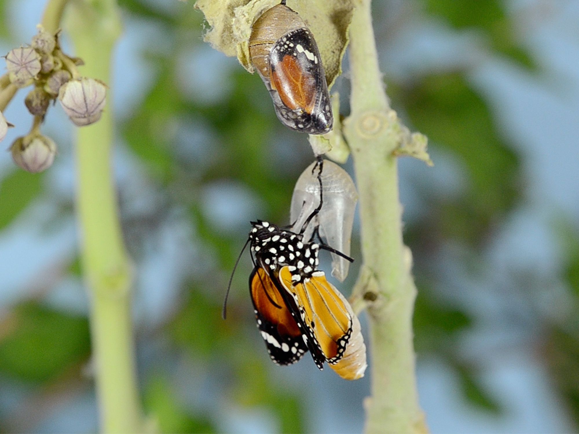 Butterfly leaves cocoon, growth, self-transformation concept