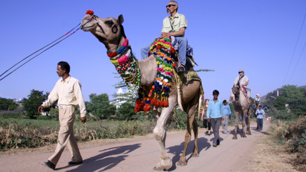 Camel rides in Egypt