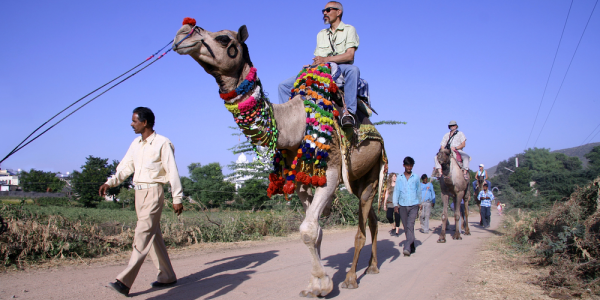 Camel rides in Egypt