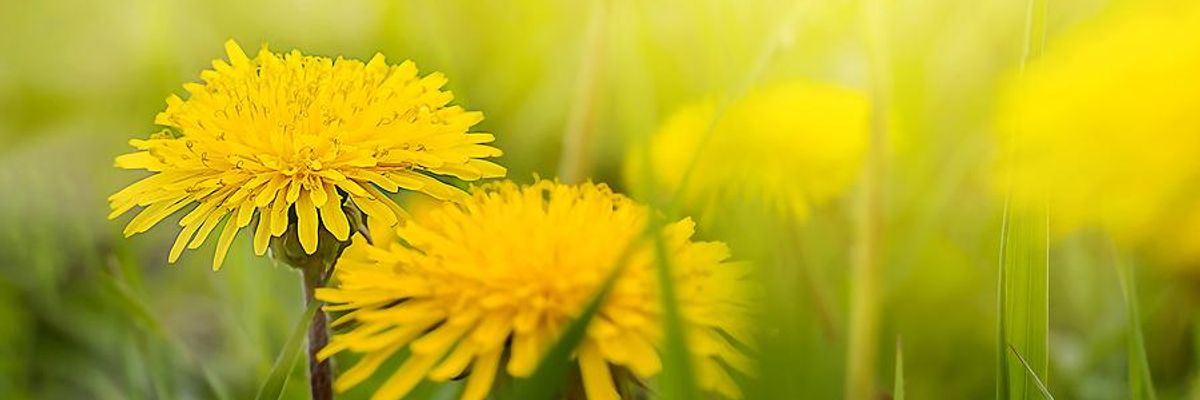 Dandelions