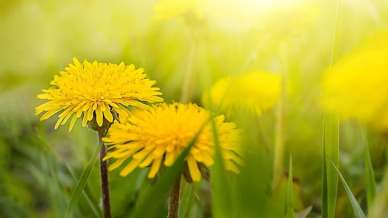 Dandelions
