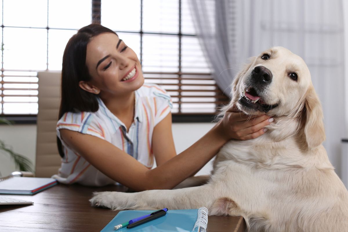 Happy young woman petting her dog (golden retriever) at her desk