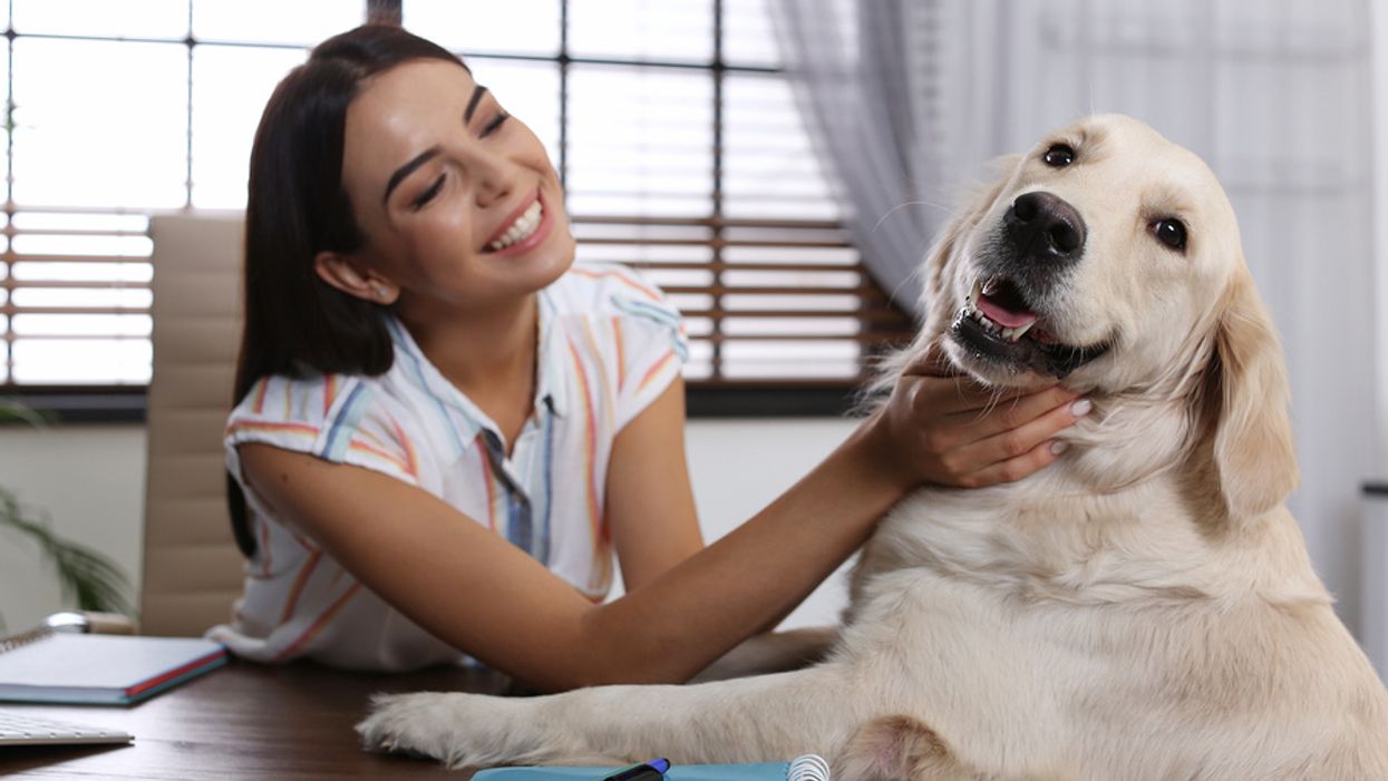 Happy young woman petting her dog (golden retriever) at her desk