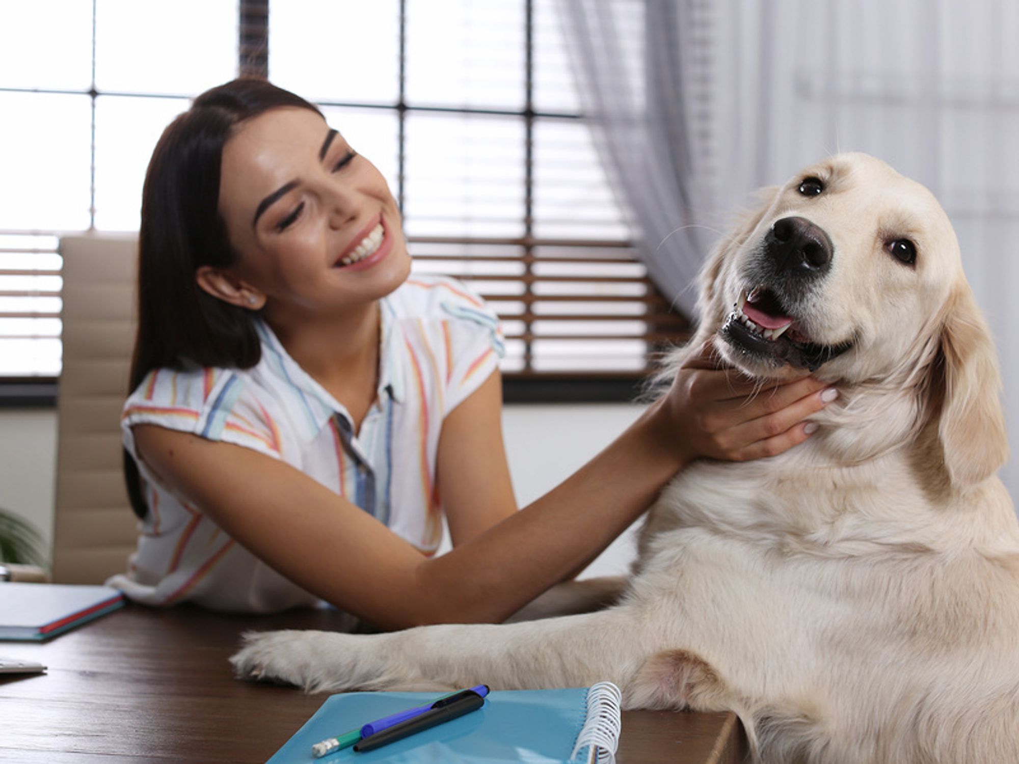 Happy young woman petting her golden retriever at her desk.
