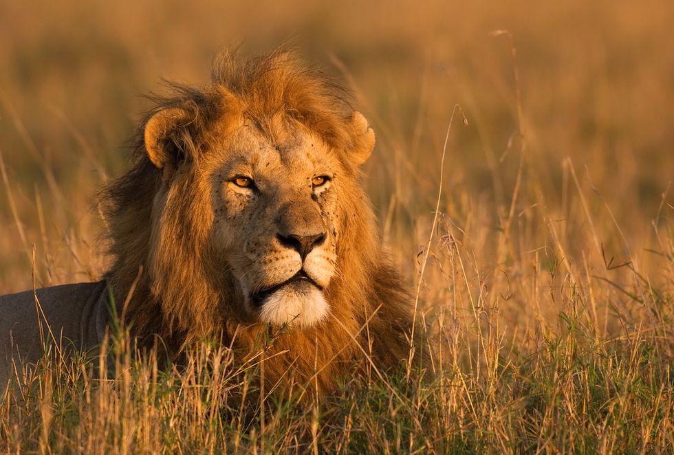 How To Be A LION On LinkedIn