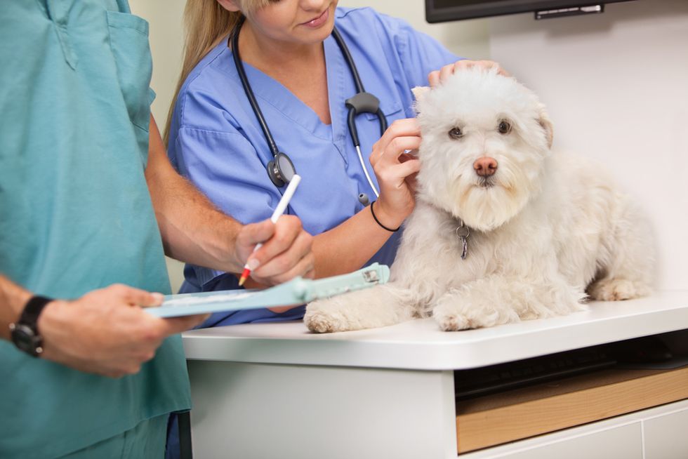Interview Questions For Veterinarians