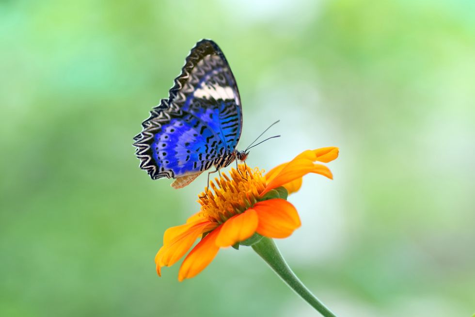 The Importance Of Becoming A Digital Butterfly