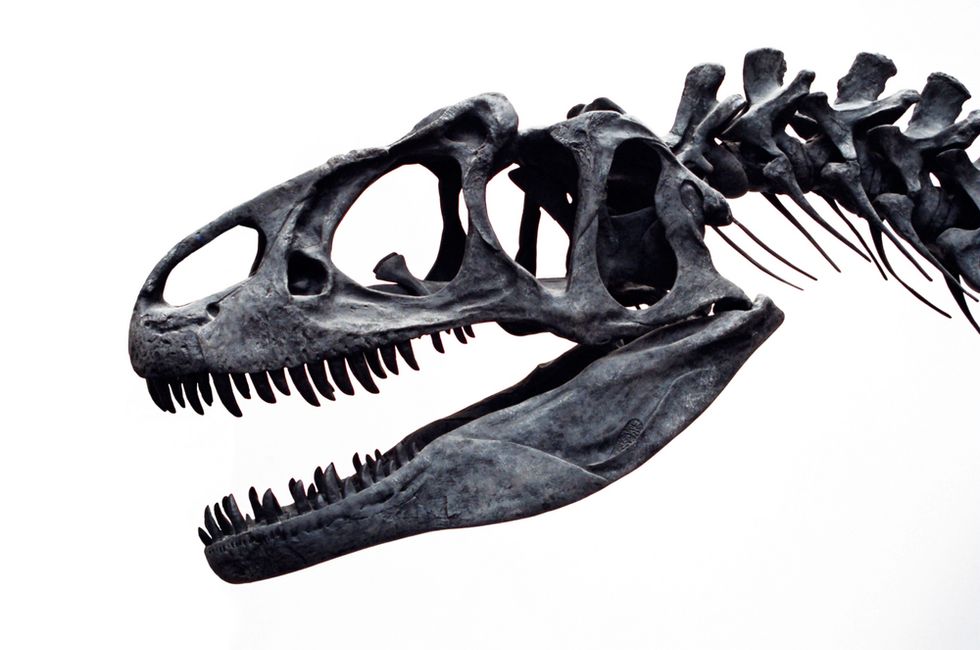 Are You A Dinosaur Or A Cockroach In Your Job?