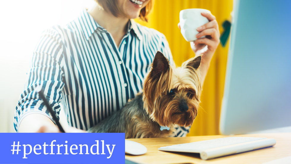 Is Your Office #PetFriendly Like THESE Companies?
