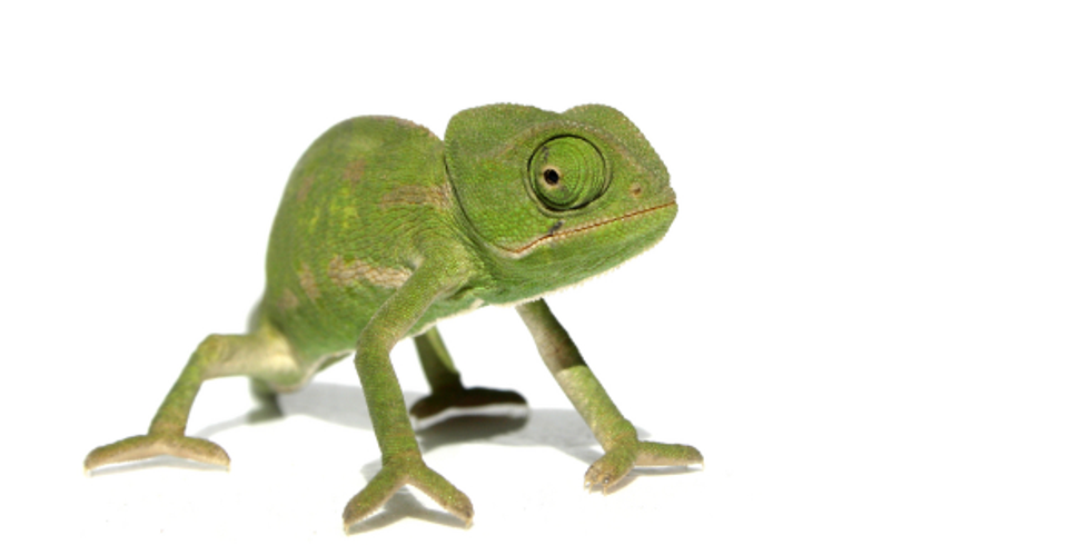 Career Chameleon 2.0: 6 Tips You Need to Know Before Changing Industries