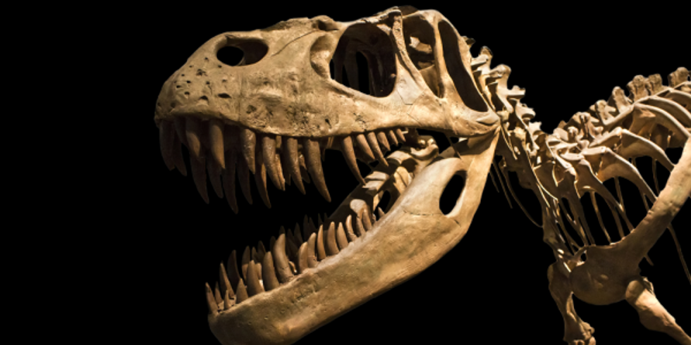 Searching for a Career? Check Out Paleontology!