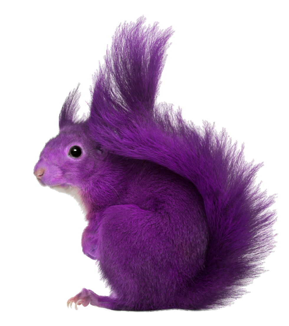 Calling All 'Purple Squirrel' Hunters!