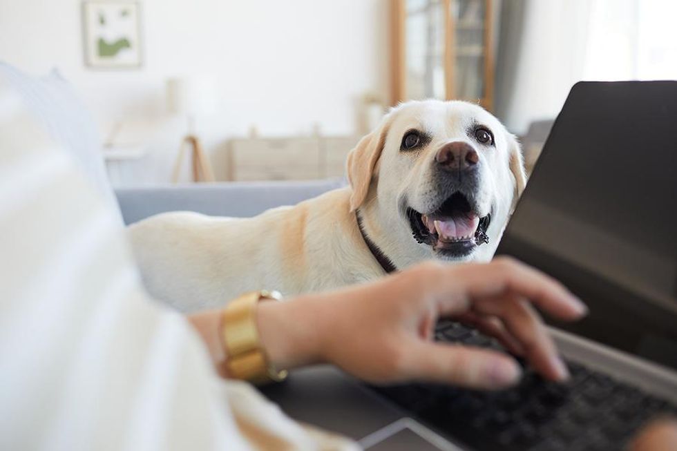 Woman works from home with her dog